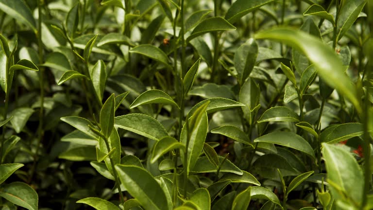 Tè Pu Erh Fu Zhuan – Mattone 450g (2020) – Jing Fu Yuan